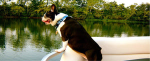 You have a dog. You have a boat. You need MariDeck.